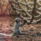 Zászlós farkú kolobusz született a veszprémi állatkertben