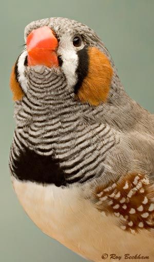 bd7efd6ce5ec2438fcf29f149ff9dec9