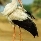 Sáskajárás állította meg a gólyákat