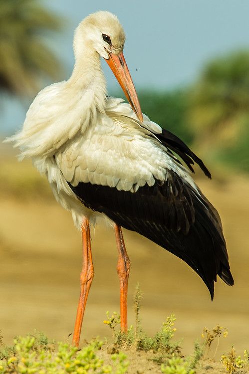 6fcb65f9b325740d6e60290bdc847aba