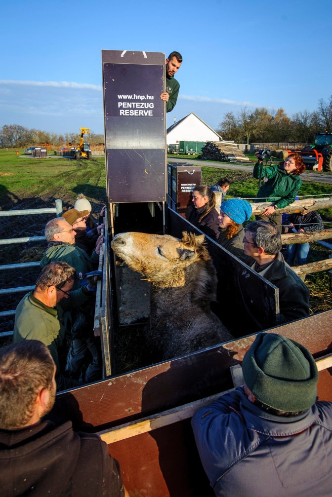 Hortobágy község, 2016. november 19. Egy ázsiai vadlovat (Przewalski-ló, Equus ferus przewalskii) terelnek be szállítódobozába a Hortobágyi Nemzeti Park (HNP) munkatársai, mielõtt elszállítanák egy oroszországi vadlórezervátumba 2016. november 19-én. A mintegy 3 ezer hektár kiterjedésû orenburgi rezervátumba tizenöt, Hortobágyon nevelkedett vadlovat telepítenek be az Európai Przewalski ló Tenyésztési Program (EEPP) keretében. MTI Fotó: Czeglédi Zsolt