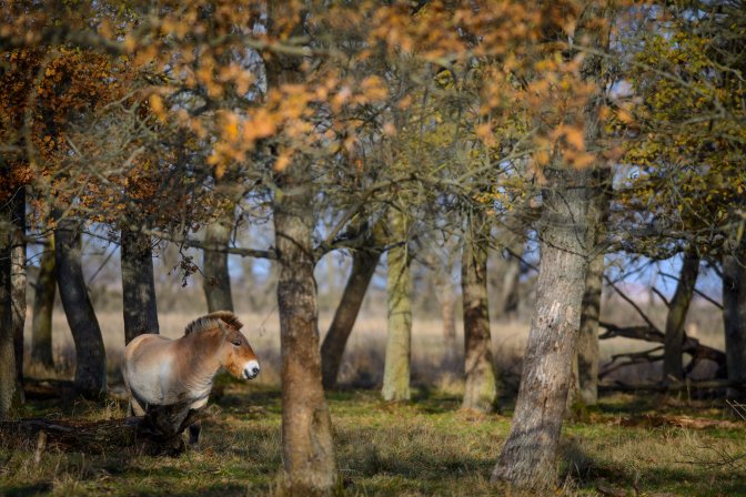 Hortobágy község, 2016. november 19. Egy ázsiai vadló (Przewalski-ló, Equus ferus przewalskii) a Hortobágyi Nemzeti Park (HNP) területén 2016. november 19-én. Egy oroszországi, mintegy 3 ezer hektár kiterjedésû orenburgi vadlórezervátumba telepítenek be tizenöt, Hortobágyon nevelkedett vadlovat az Európai Przewalski ló Tenyésztési Program (EEPP) keretében. MTI Fotó: Czeglédi Zsolt