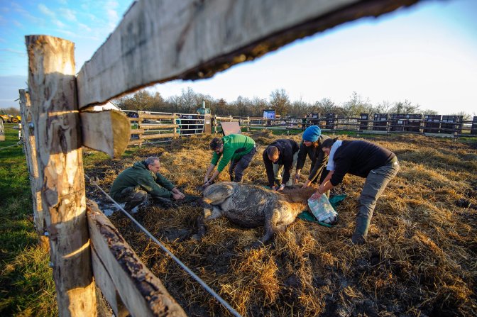 Hortobágy község, 2016. november 19. Egy kábítólövedékkel meglõtt ázsiai vadló (Przewalski-ló, Equus ferus przewalskii) befogása után a Hortobágyi Nemzeti Park (HNP) területén, mielõtt elszállítanák egy oroszországi vadlórezervátumba 2016. november 19-én. A mintegy 3 ezer hektár kiterjedésû orenburgi rezervátumba tizenöt, Hortobágyon nevelkedett vadlovat telepítenek be az Európai Przewalski ló Tenyésztési Program (EEPP) keretében. MTI Fotó: Czeglédi Zsolt