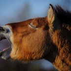 A Hortobágyról szállítanak ázsiai vadlovakat Oroszországba