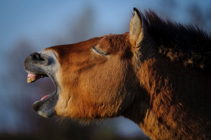 Hortobágy község, 2016. november 19. Egy ázsiai vadló (Przewalski-ló, Equus ferus przewalskii) a Hortobágyi Nemzeti Park (HNP) területén 2016. november 19-én. Egy oroszországi, mintegy 3 ezer hektár kiterjedésû orenburgi vadlórezervátumba telepítenek be tizenöt, Hortobágyon nevelkedett vadlovat az Európai Przewalski ló Tenyésztési Program (EEPP) keretében. MTI Fotó: Czeglédi Zsolt