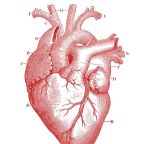 Feltárták a stressz szerepét szív- és érrendszeri betegségek előidézésében