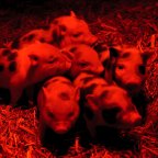 Hideg idő – Törpemalacok a debreceni állatkertben