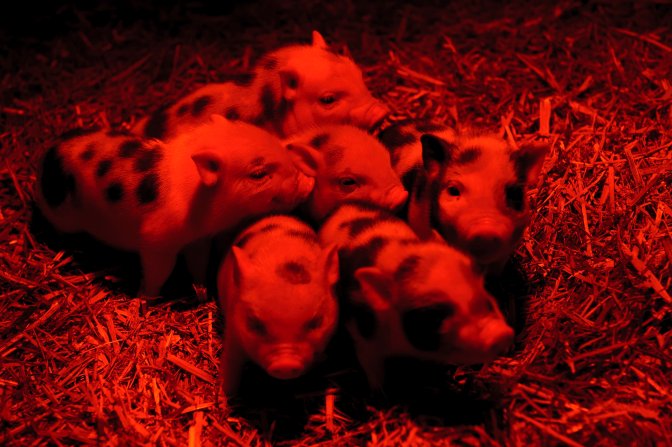 Debrecen, 2017. január 16. Infralámpa alatt melegszenek a hideg idõben a tizenegy napos minnesotai törpemalacok a Debreceni Állat- és Növénykertben 2017. január 16-án. MTI Fotó: Czeglédi Zsolt