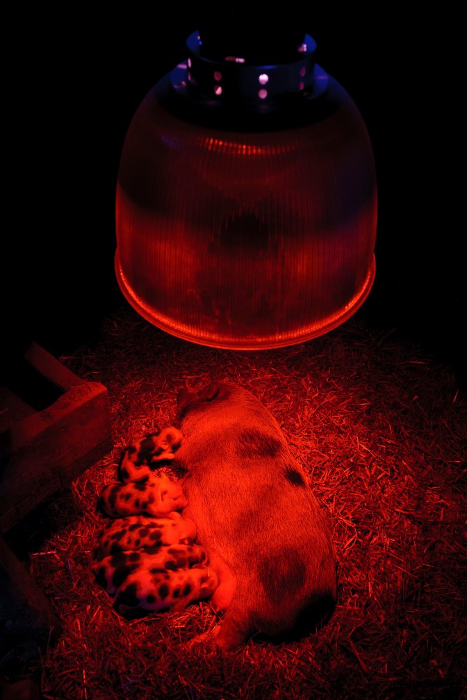 Debrecen, 2017. január 16. Infralámpa alatt melegszenek a hideg idõben a tizenegy napos minnesotai törpemalacok a Debreceni Állat- és Növénykertben 2017. január 16-án. MTI Fotó: Czeglédi Zsolt