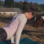 Oregonban most a kecskejóga a menő