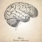 Az idős emberek agyában is ugyanannyi idegsejt növekedik, mint a fiatalokéban