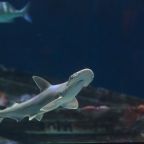 Veszélyeztetett fajú cápák húsát is felszolgálják brit éttermekben