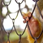 Csimpánzok szöktek meg karámukból a belfasti állatkertből
