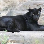 Több mint 100 év után láttak újra fekete párducot Afrikában