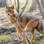 Elszaporodtak az aranysakálok Magyarországon