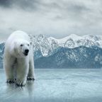 Feloldják a jegesmedve-invázió miatt elrendelt szükségállapotot Novaja Zemlján