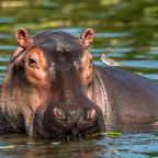 Túlszaporodott kolumbiai vízilovak leölését javasolják kutatók